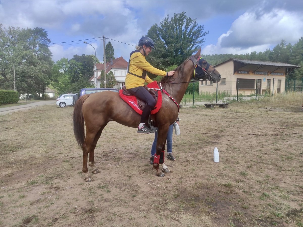 Pura Raza Árabe Yegua 8 años 157 cm Alazán-tostado in Poussignac