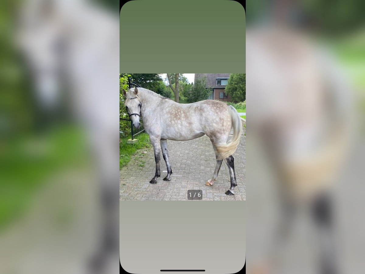 Pura Raza Árabe Yegua 9 años 145 cm Tordo picazo in Hardinxveld-Giessendam