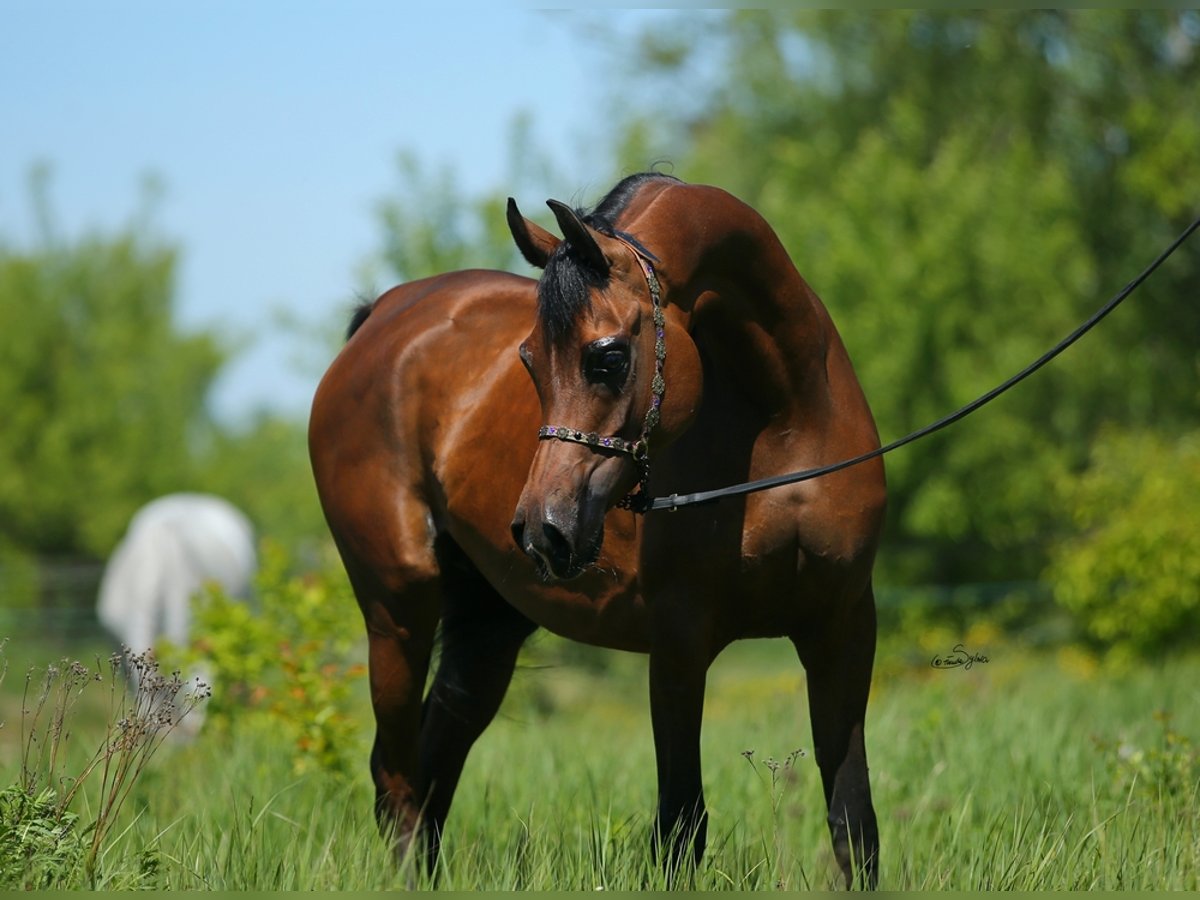 Pura Raza Árabe Yegua 9 años 151 cm Castaño in LODZ