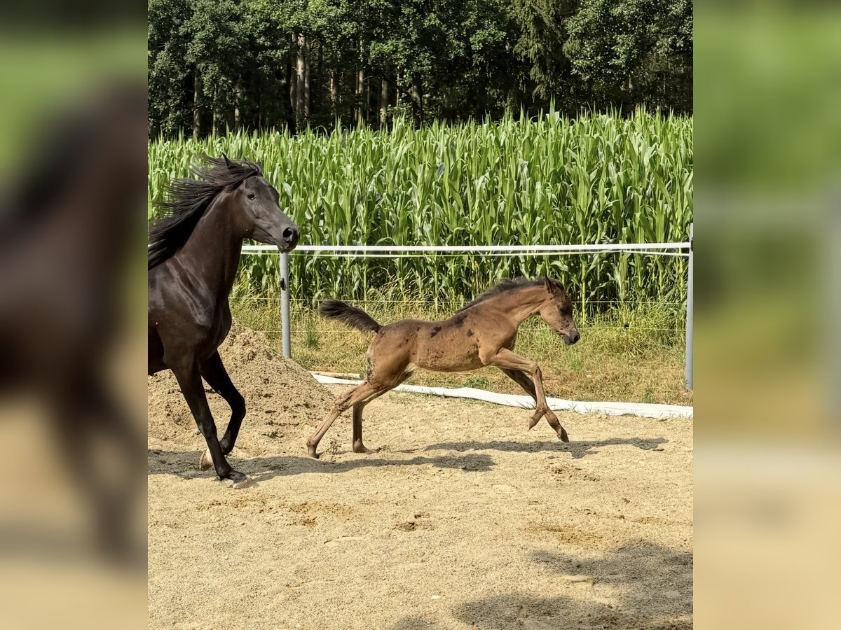 Pura Raza Árabe Yegua  Negro in Mengen