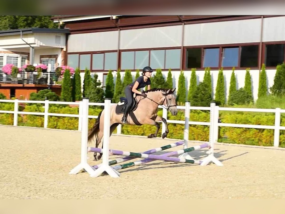 Pura Raza Mallorquina Caballo castrado 4 años 153 cm Castaño claro in Kaunas