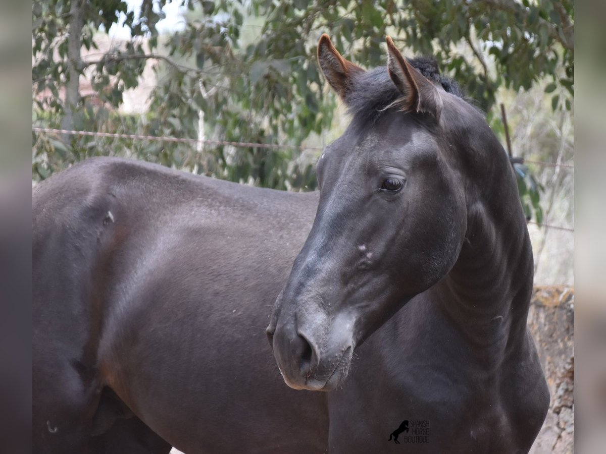 Pura Raza Mallorquina Étalon 2 Ans 161 cm Noir in Mallorca