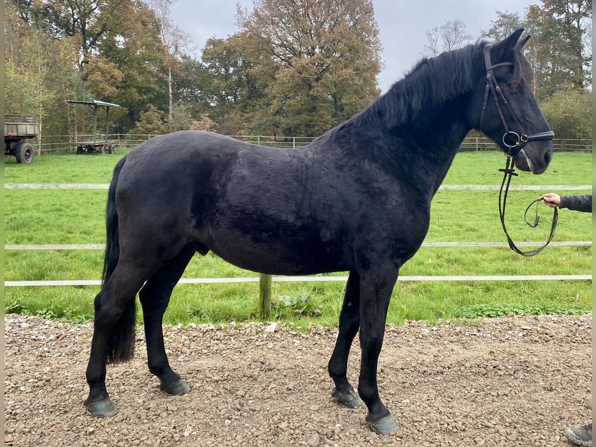 Pura Raza Mallorquina Gelding 12 years 15,3 hh Black in Hude (Oldenburg)