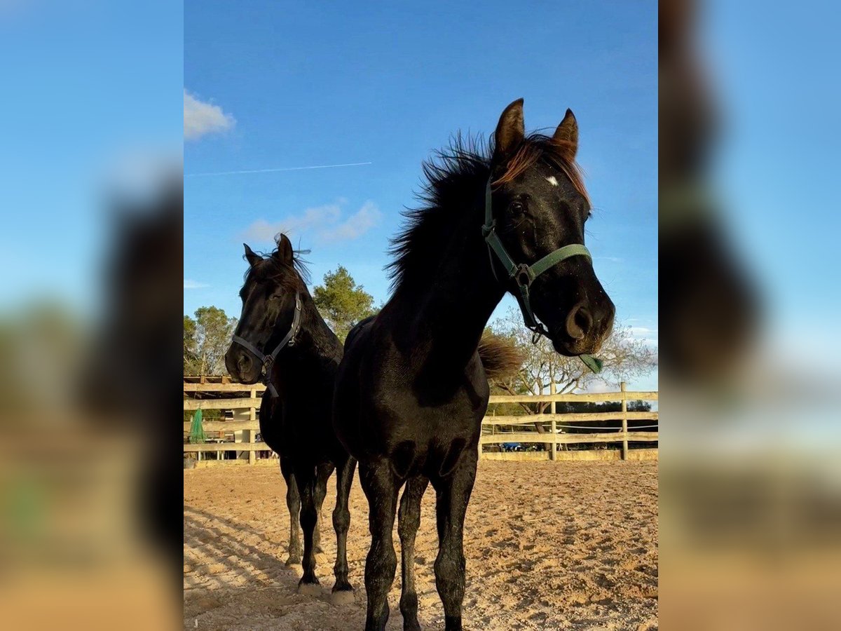 Pura Raza Mallorquina Stallion Foal (04/2025) Black in Algaida