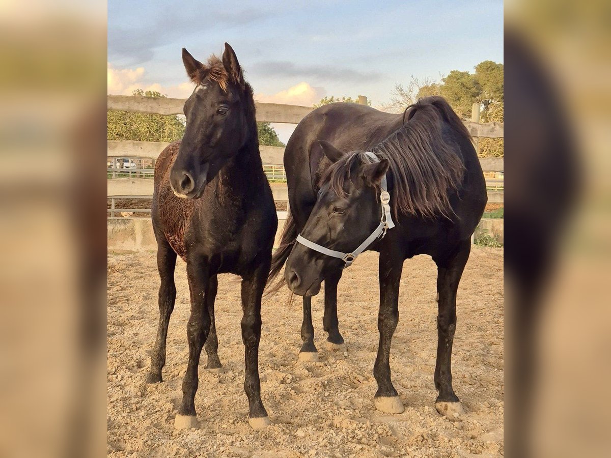Pura Raza Mallorquina Stallion Foal (04/2025) Black in Algaida