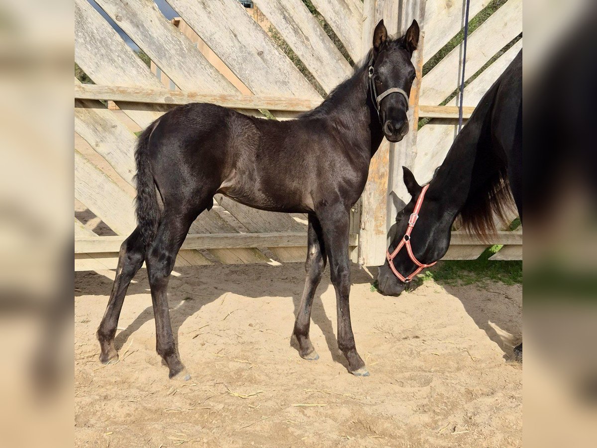Pura Raza Mallorquina Stallion Foal (09/2025) Black in Algaida