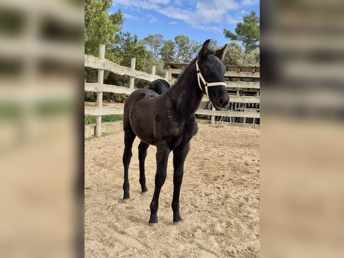 Pura Raza Mallorquina Stallion Foal (09/2025) Black in Algaida