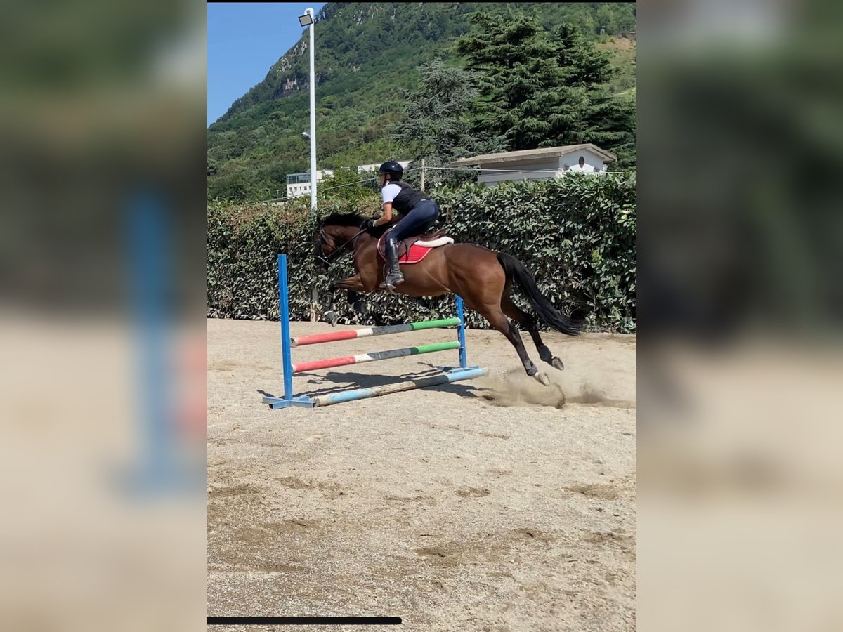 Pura sangre inglés Caballo castrado 10 años 160 cm Castaño oscuro in Avellino