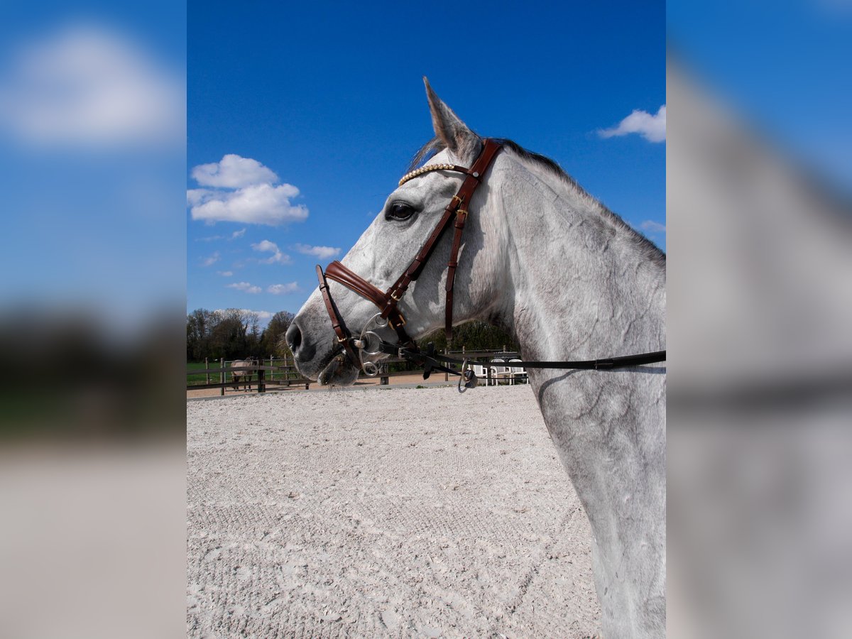 Pura sangre inglés Caballo castrado 10 años 162 cm Tordo in Ratingen