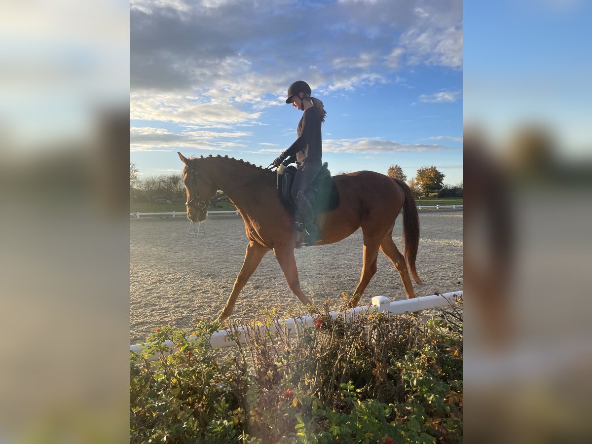 Pura sangre inglés Caballo castrado 10 años 163 cm Alazán in Dresden Gompitz