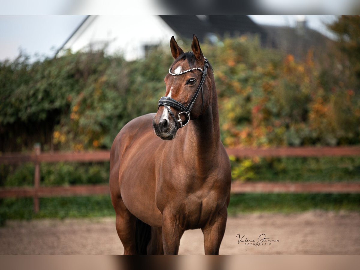 Pura sangre inglés Caballo castrado 10 años 165 cm Castaño in BlekendorfKaköhl