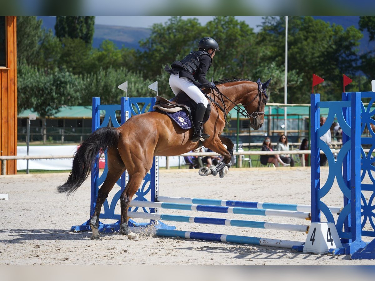 Pura sangre inglés Caballo castrado 10 años 165 cm Castaño oscuro in Tarrega