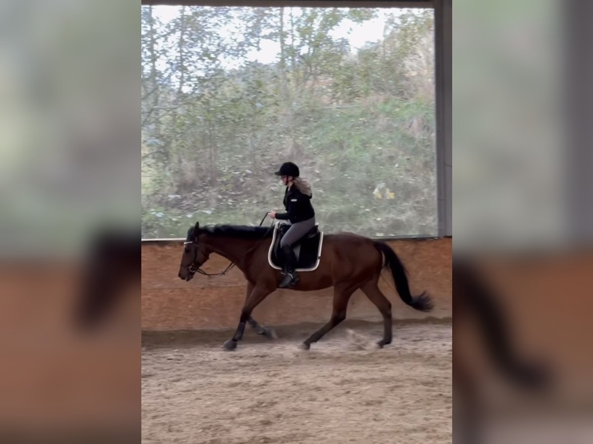 Pura sangre inglés Caballo castrado 10 años 168 cm Castaño in Steyr