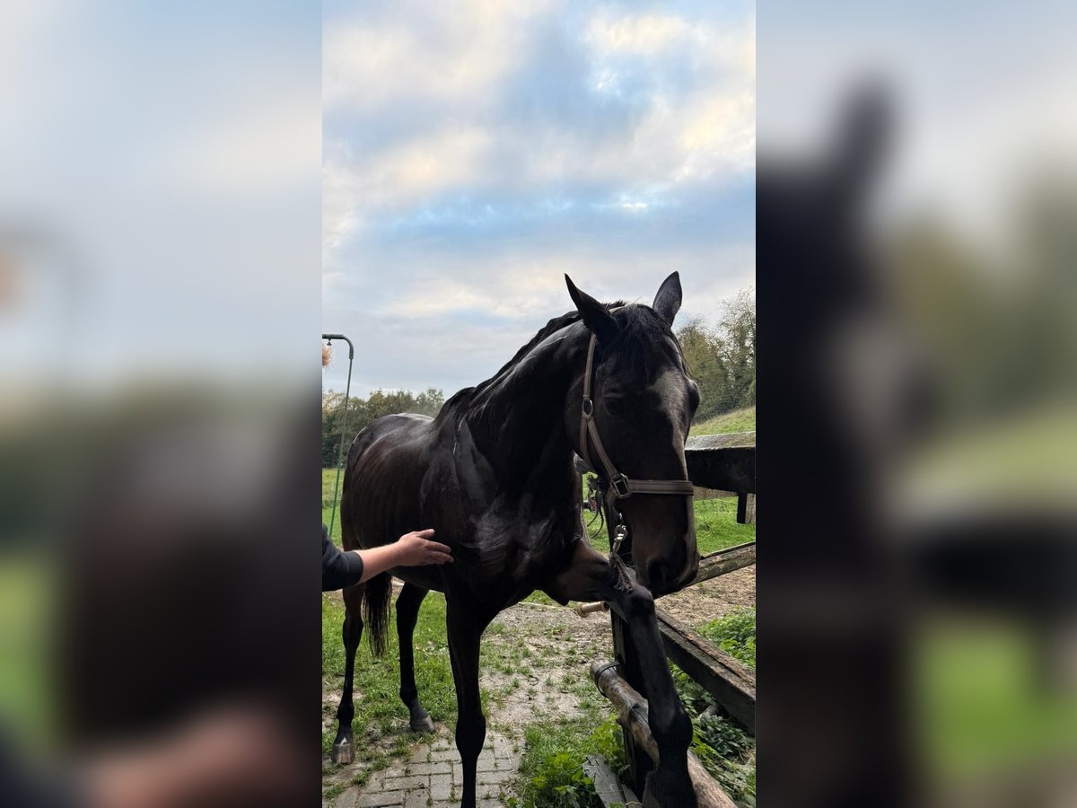 Pura sangre inglés Caballo castrado 10 años 168 cm Castaño oscuro in K&#xF6;ln