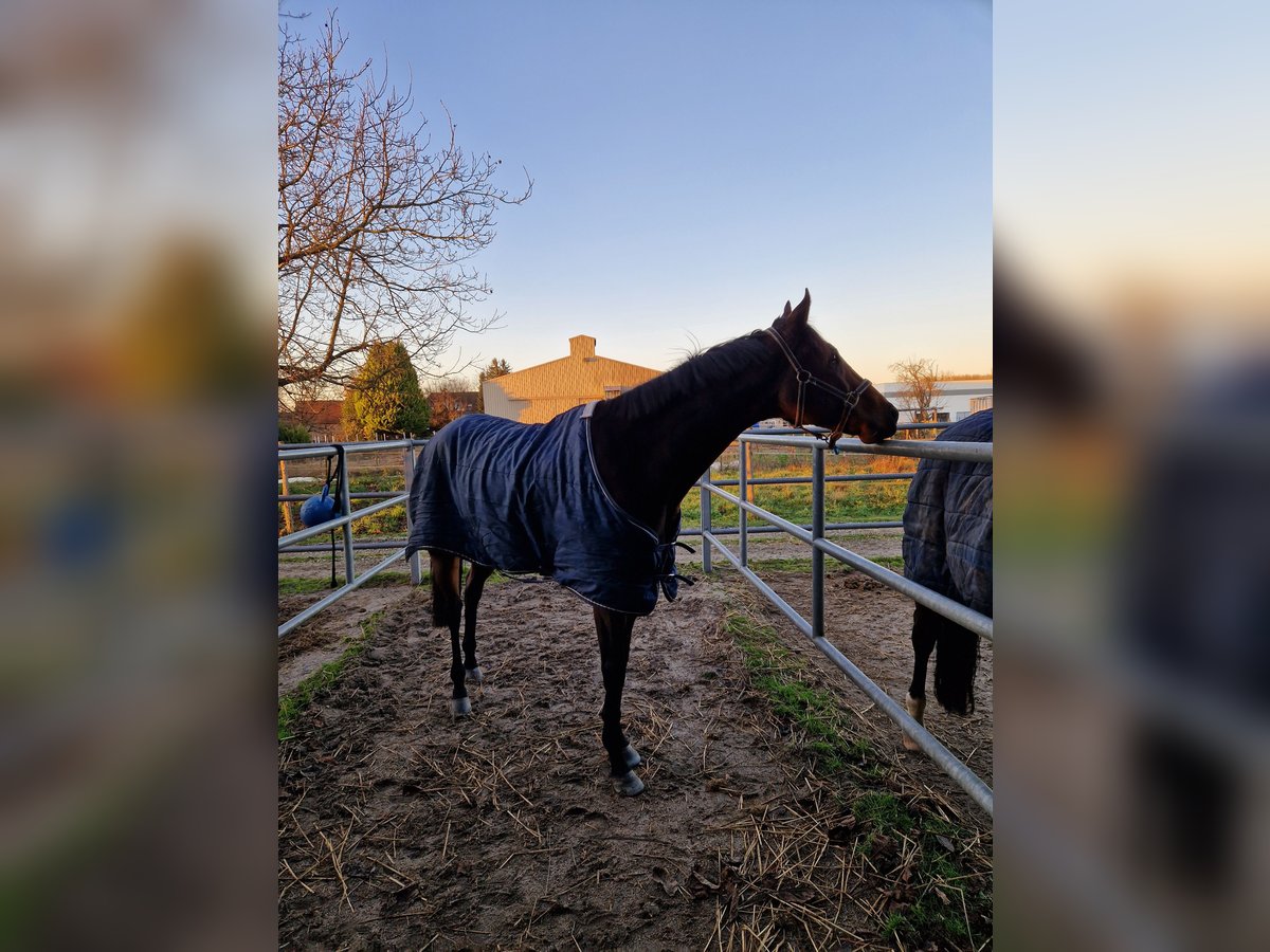 Pura sangre inglés Caballo castrado 10 años 175 cm Castaño in Stattmatten