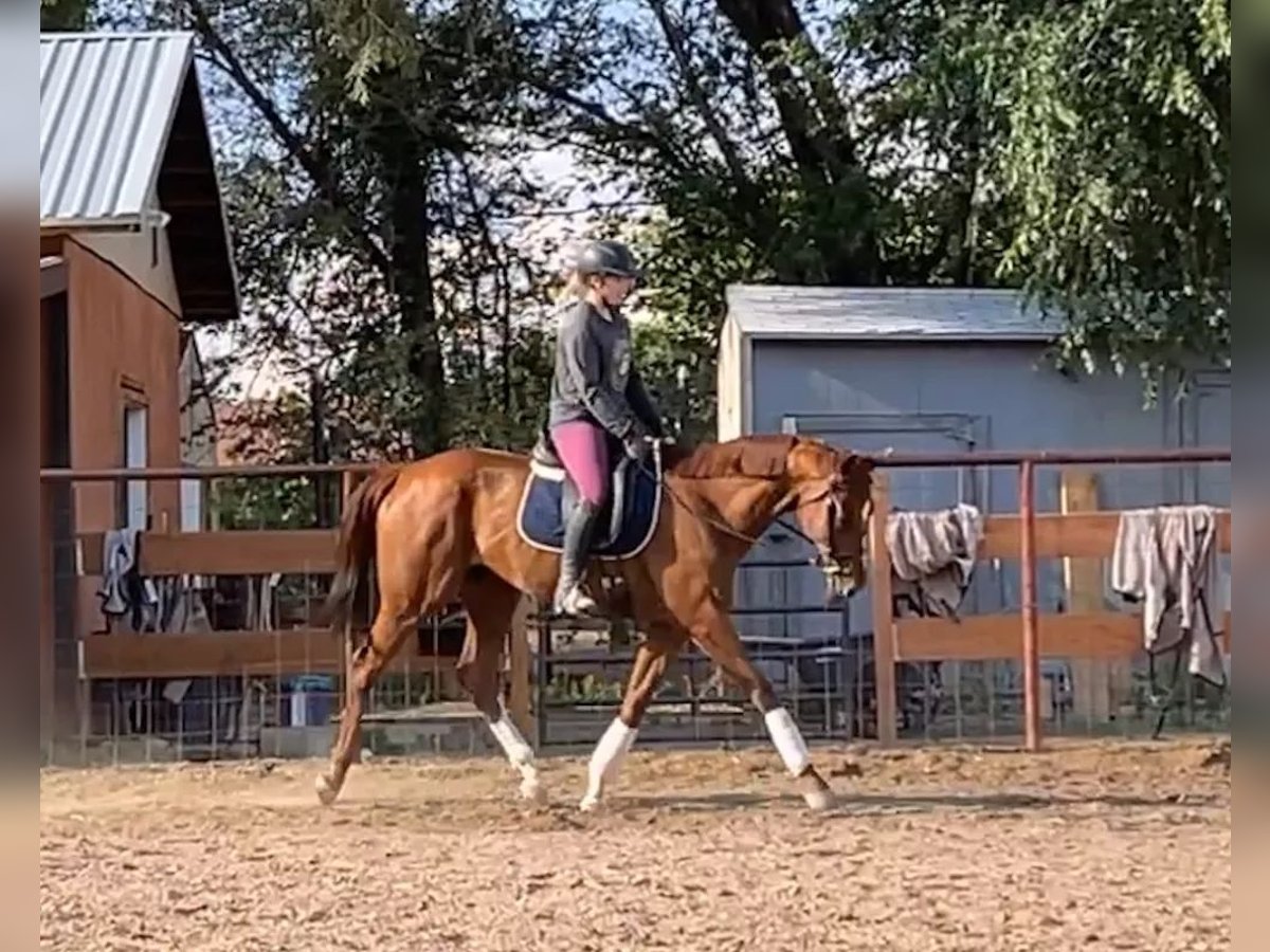 Pura sangre inglés Caballo castrado 11 años 163 cm Alazán-tostado in Peralta, NM