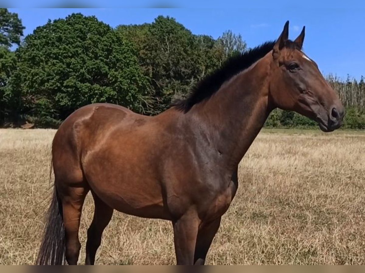 Pura sangre inglés Caballo castrado 11 años 163 cm Castaño in Arnsberg