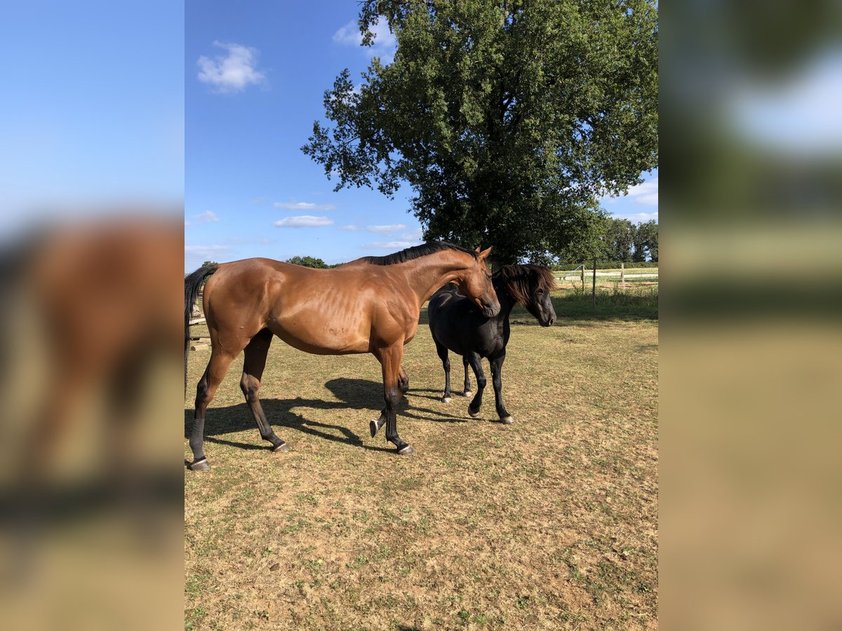 Pura sangre inglés Caballo castrado 11 años 170 cm Castaño in Usson-du-Poitou