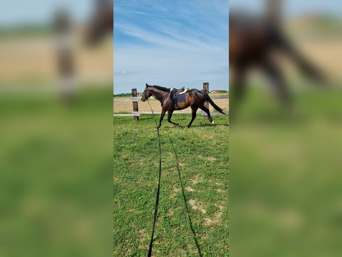 Pura sangre inglés Caballo castrado 11 años 170 cm Castaño in Sljeme (Medvednica-Tomislavac)