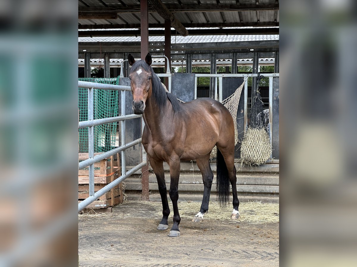 Pura sangre inglés Caballo castrado 12 años 163 cm Castaño in Gangelt Pura sangre inglés Caballo castrado 12 años 163 cm Castaño in Gangelt