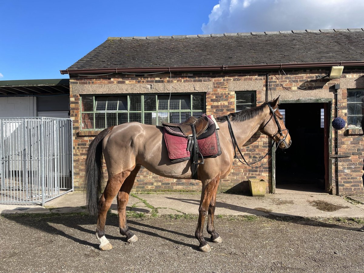 Pura sangre inglés Caballo castrado 12 años 164 cm Castaño rojizo in Caverswall