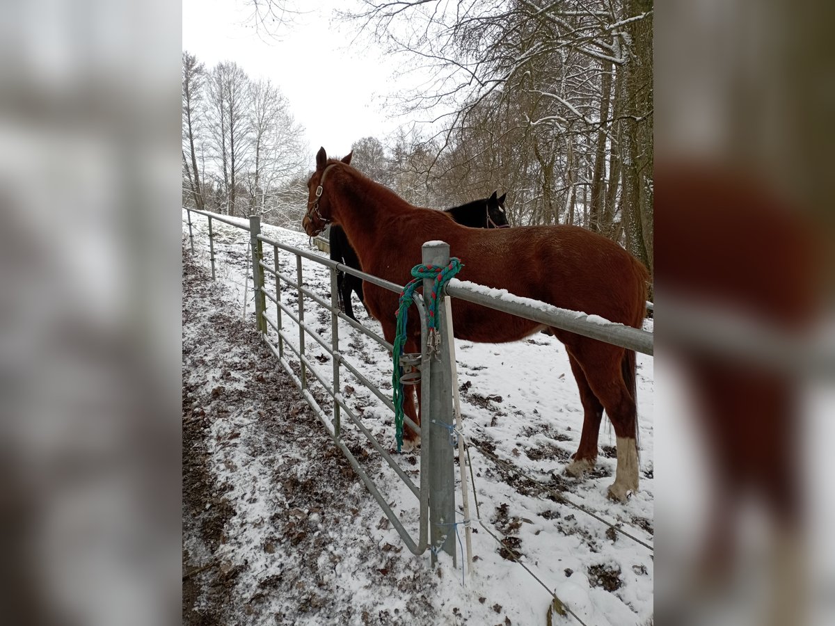 Pura sangre inglés Mestizo Caballo castrado 12 años 175 cm Alazán in Eschach