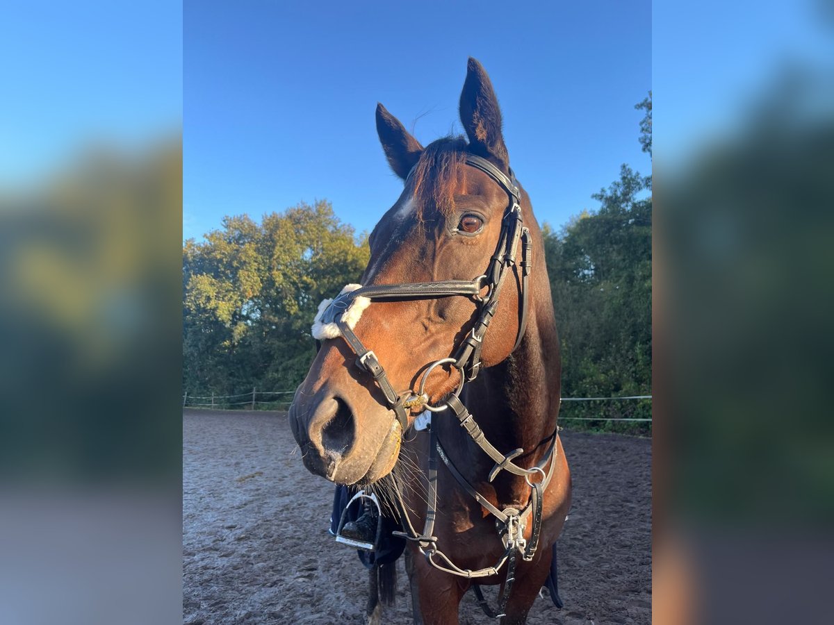 Pura sangre inglés Caballo castrado 13 años 160 cm Castaño oscuro in Jemgum