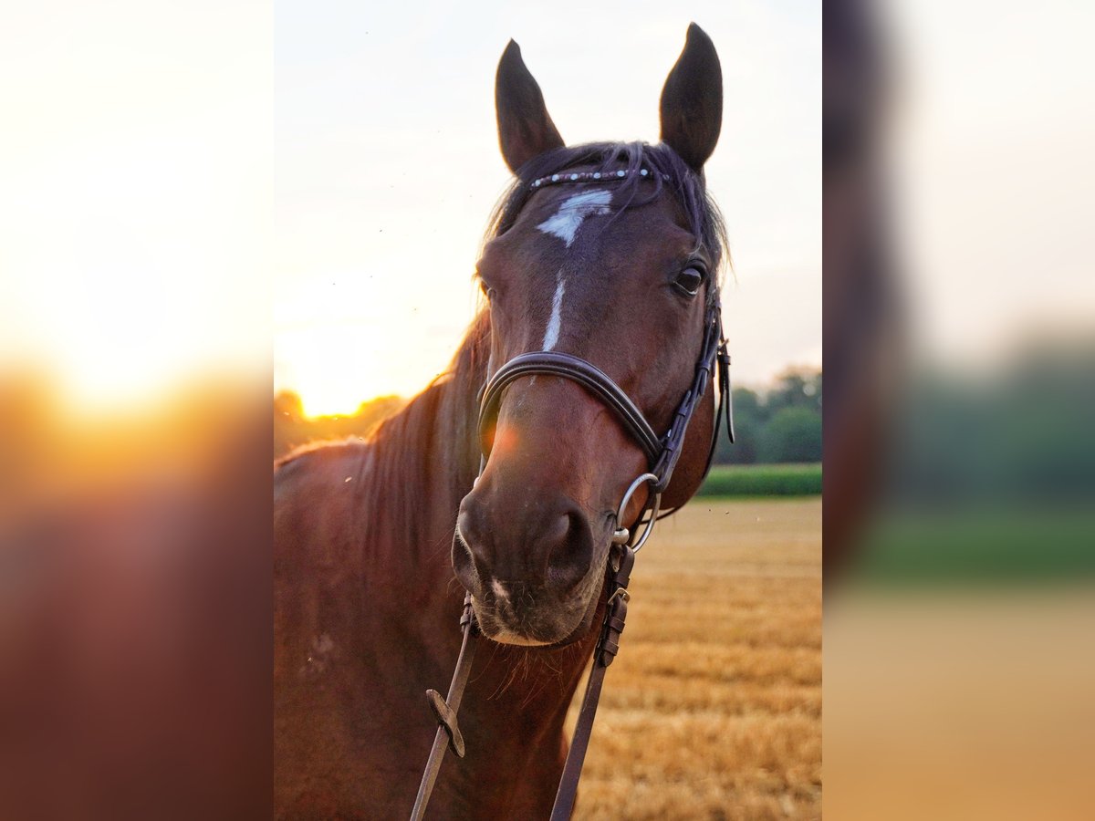 Pura sangre inglés Caballo castrado 13 años 160 cm Castaño oscuro in Au am Rhein