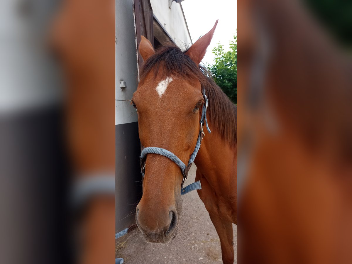 Pura sangre inglés Caballo castrado 13 años 162 cm Alazán-tostado in Kirkel