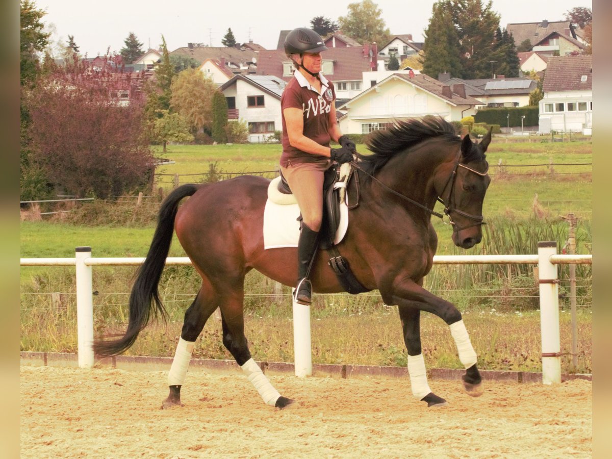 Pura sangre inglés Caballo castrado 13 años 168 cm Castaño oscuro in Rödermark