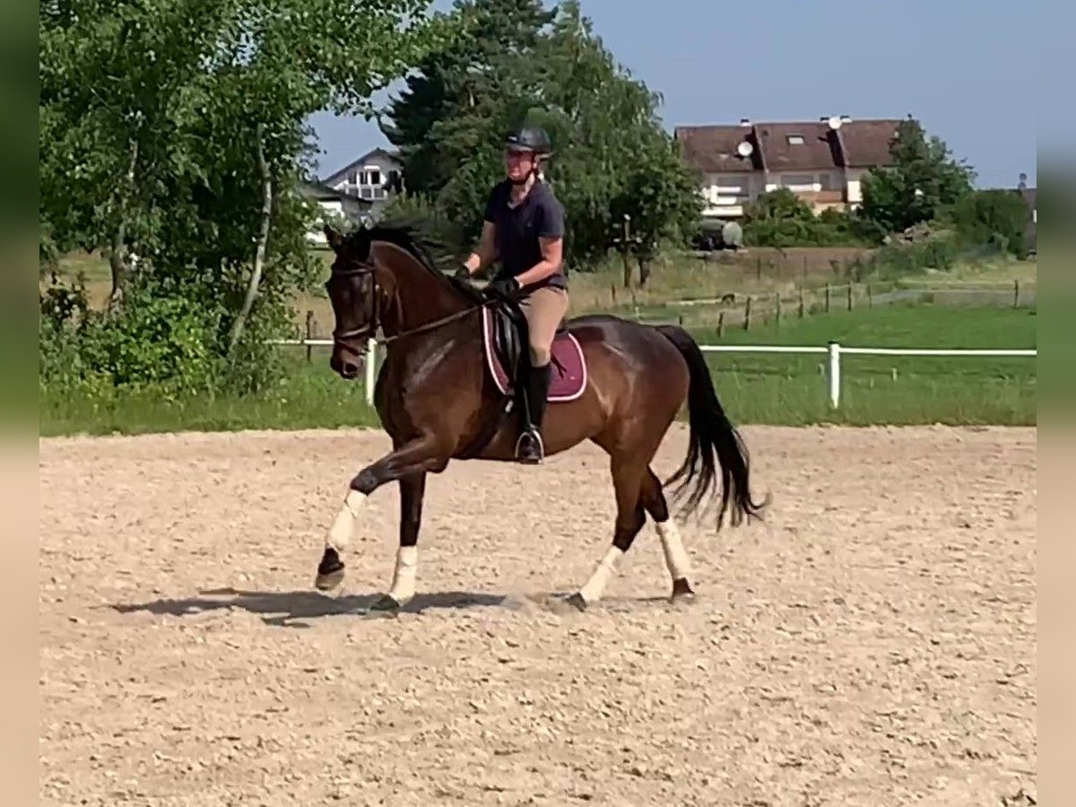 Pura sangre inglés Caballo castrado 13 años 169 cm Castaño oscuro in R&#xF6;dermark
