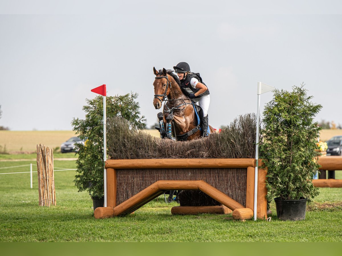 Pura sangre inglés Caballo castrado 14 años 167 cm Castaño rojizo in &#x17B;elaz&#xF3;w