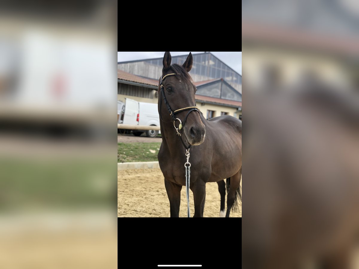 Pura sangre inglés Caballo castrado 15 años 168 cm Castaño in Dijon