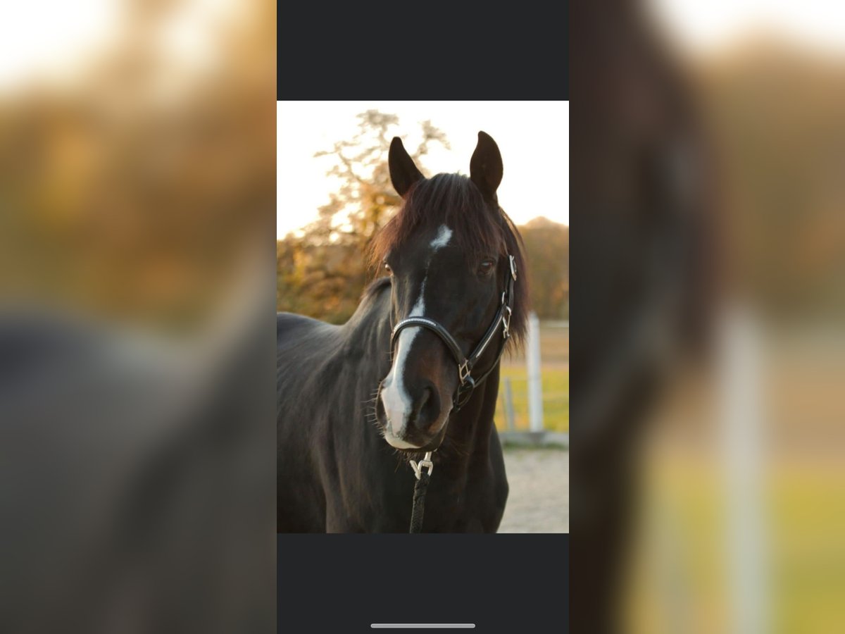 Pura sangre inglés Caballo castrado 16 años 165 cm Negro in HöggenRadstadt