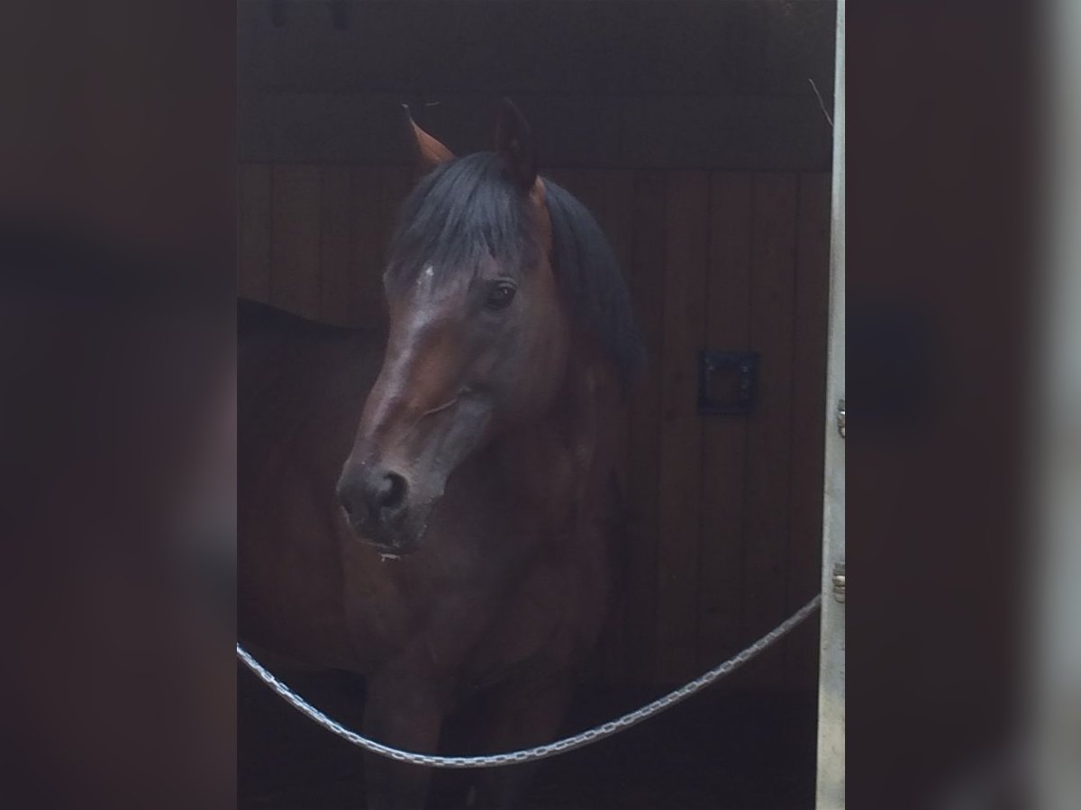 Pura sangre inglés Caballo castrado 17 años 170 cm Castaño oscuro in Berg