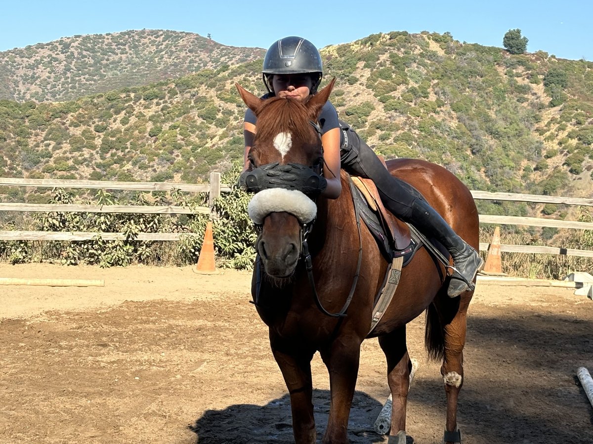 Pura sangre inglés Caballo castrado 20 años 152 cm Castaño rojizo in Los Angeles