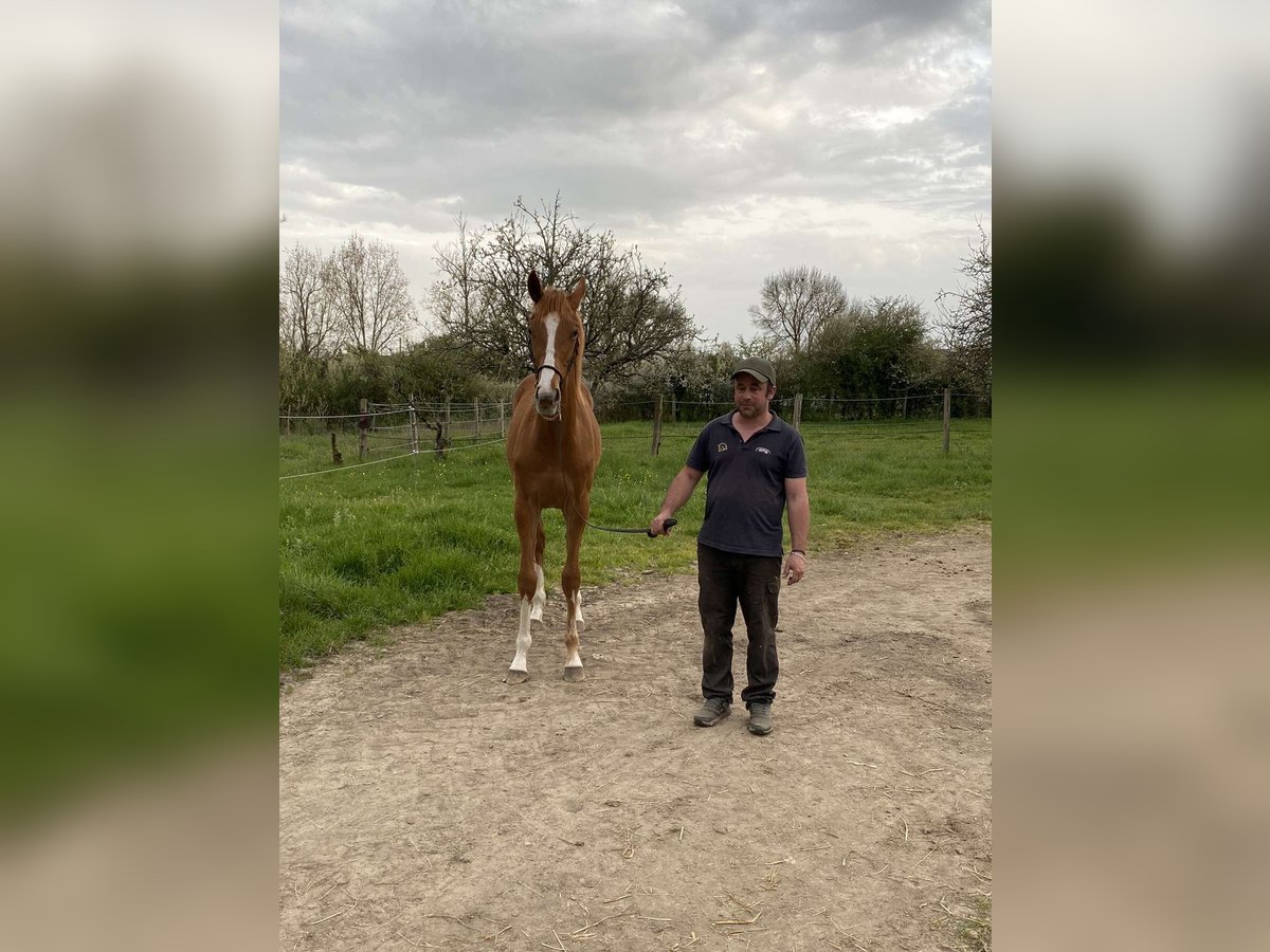 caballos pura sangre in vendita