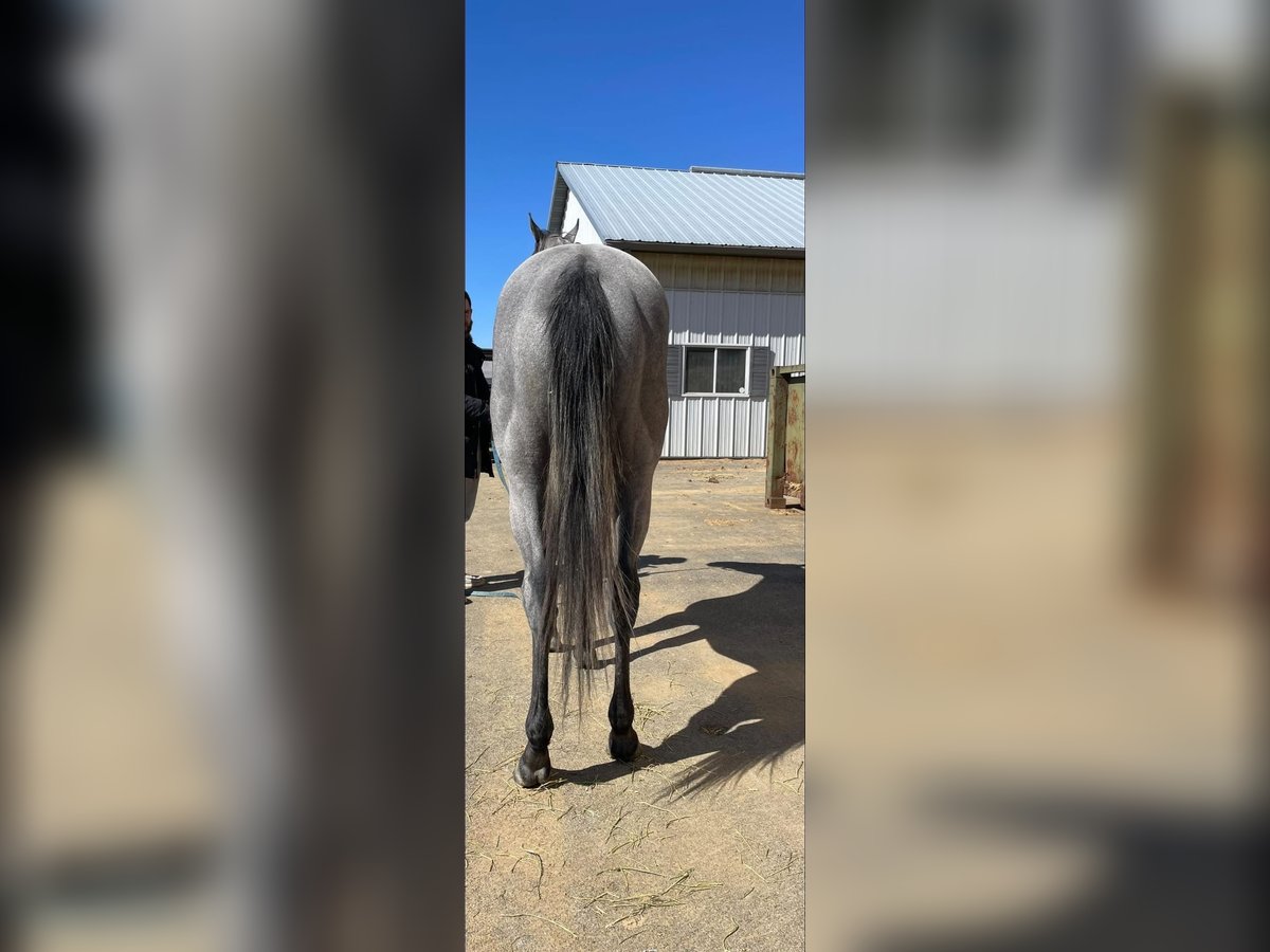 Pura sangre inglés Caballo castrado 2 años 163 cm Tordo in Fort Worth Texas