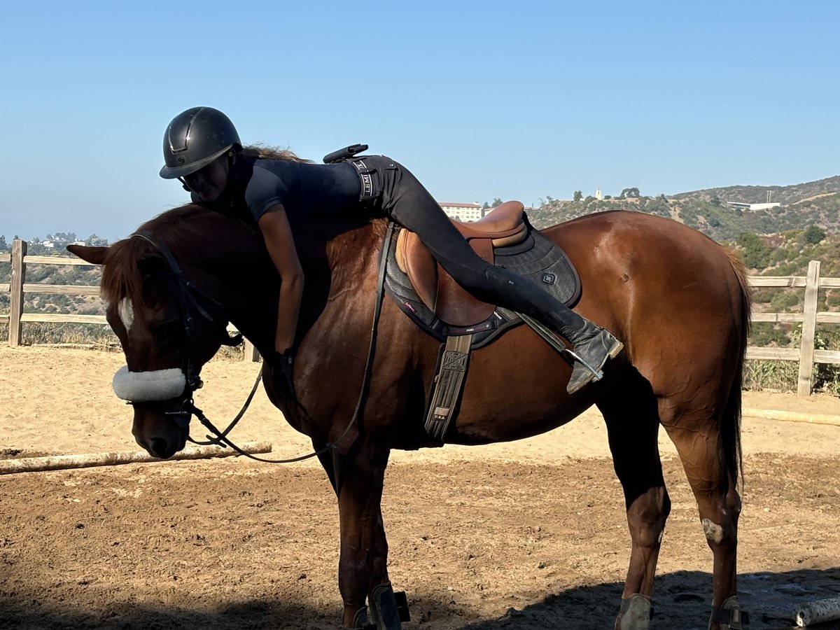 Pura sangre inglés Mestizo Caballo castrado 32 años Castaño rojizo in Los Angeles