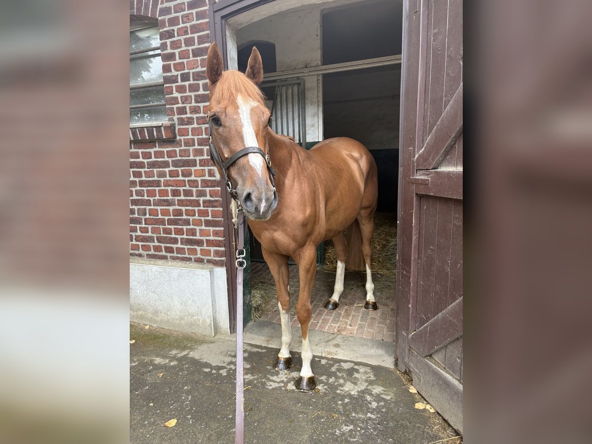Pura sangre inglés Caballo castrado 3 años 160 cm Alazán in KrefeldKrefeld