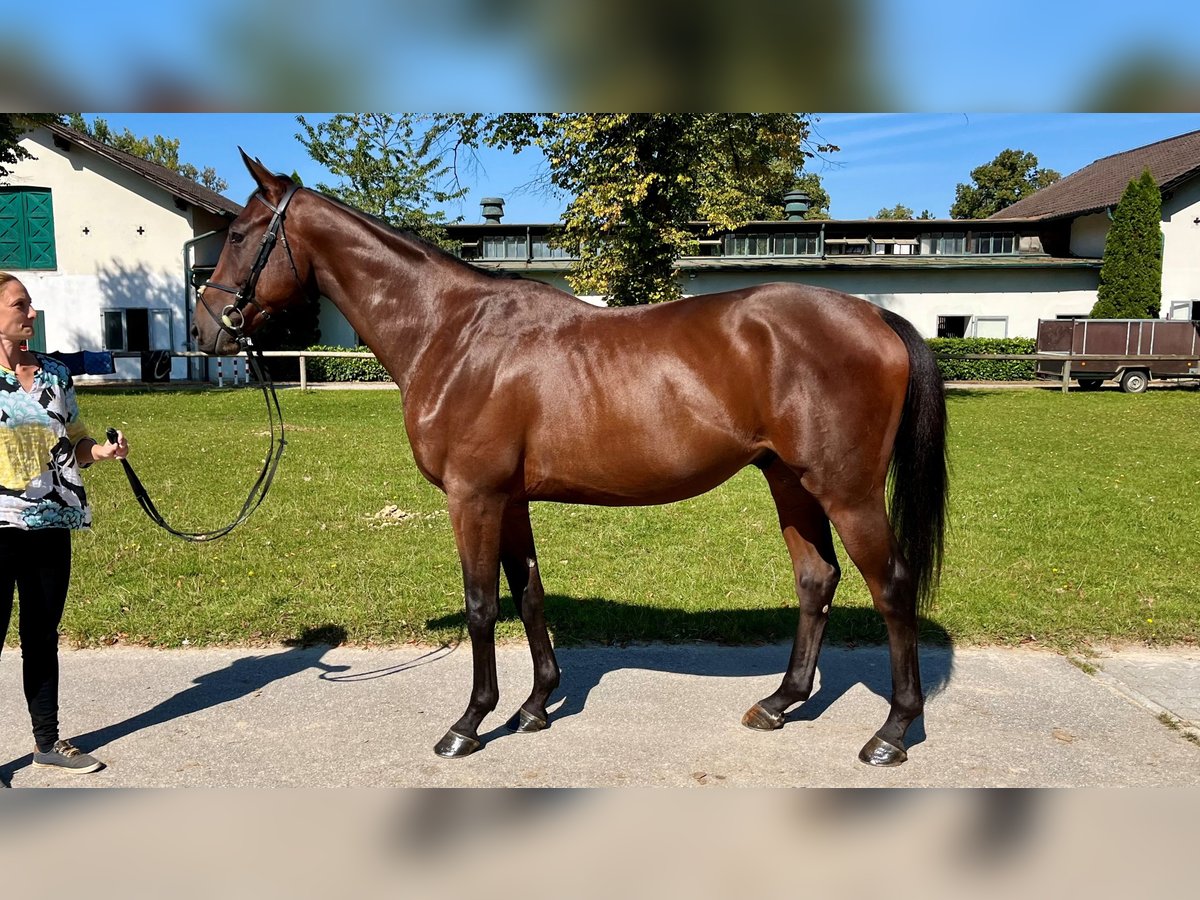 Pura sangre inglés Caballo castrado 3 años 165 cm Castaño in München