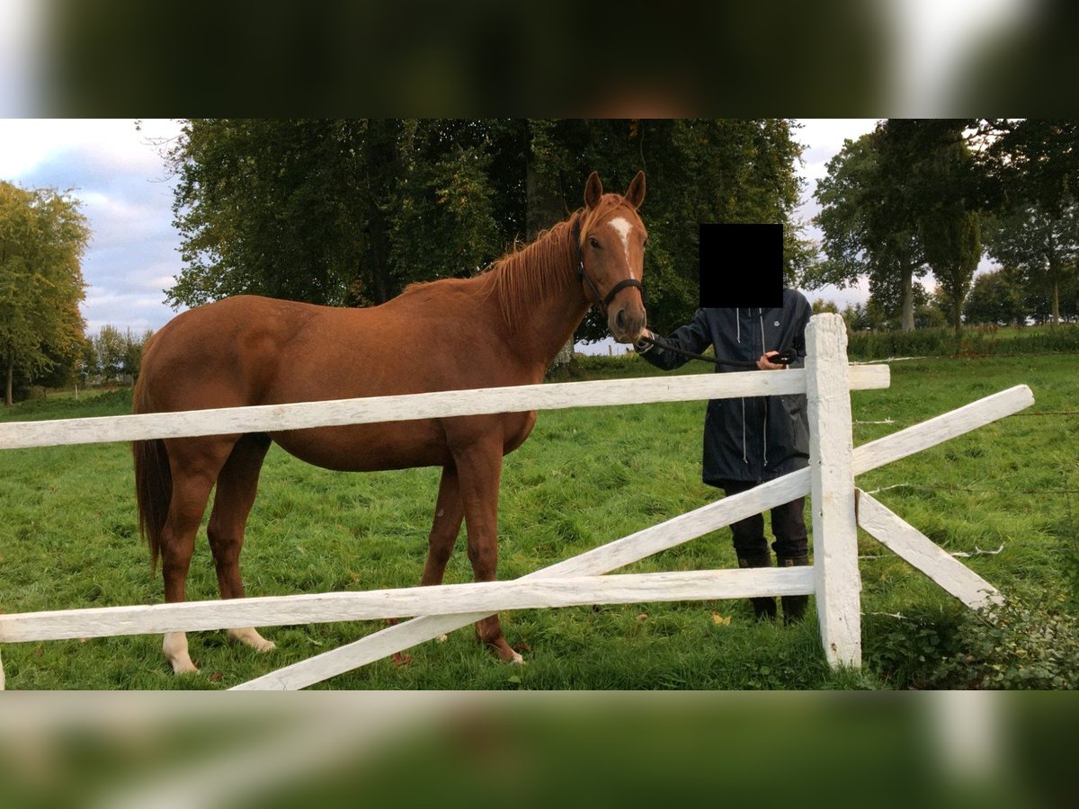 Pura sangre inglés Caballo castrado 3 años 170 cm Alazán in Etalondre