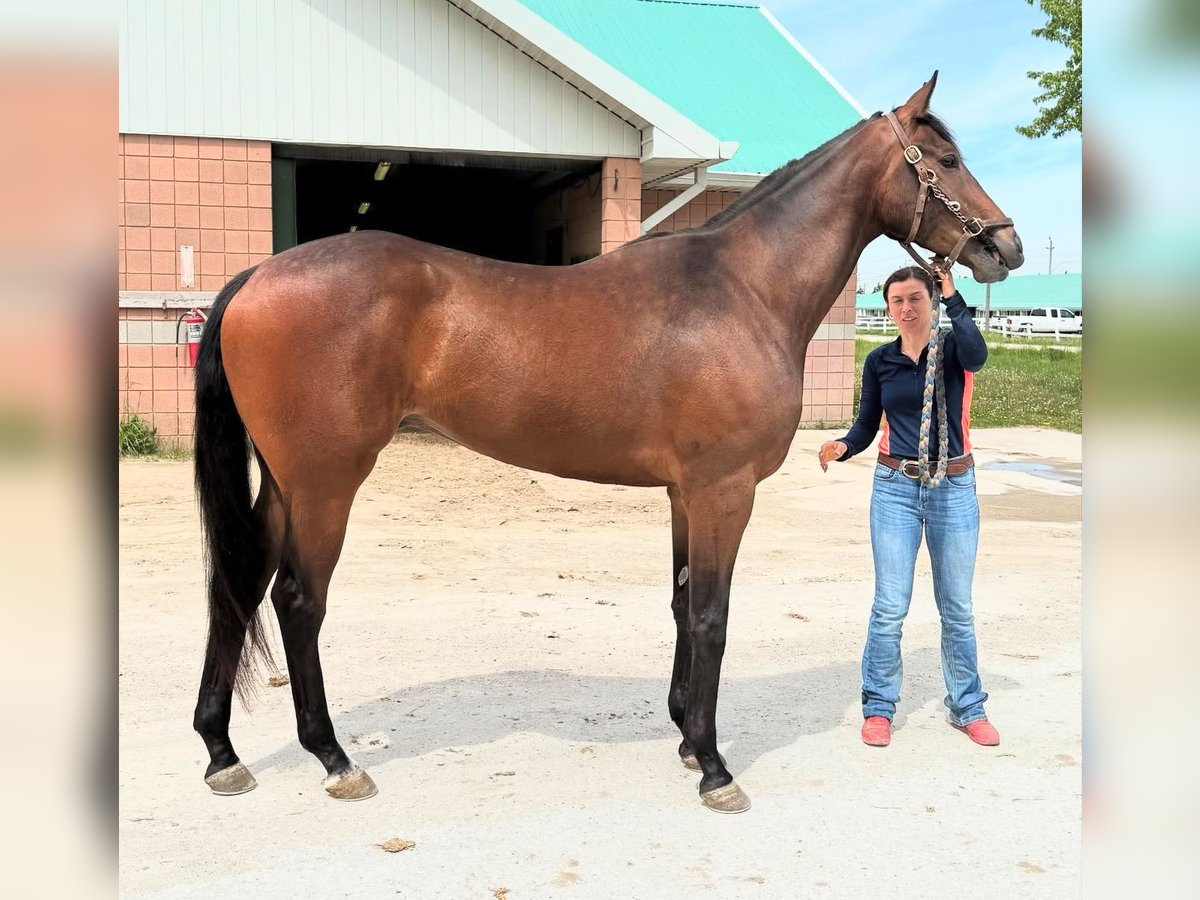 Pura sangre inglés Caballo castrado 3 años 173 cm Castaño claro in Florida
