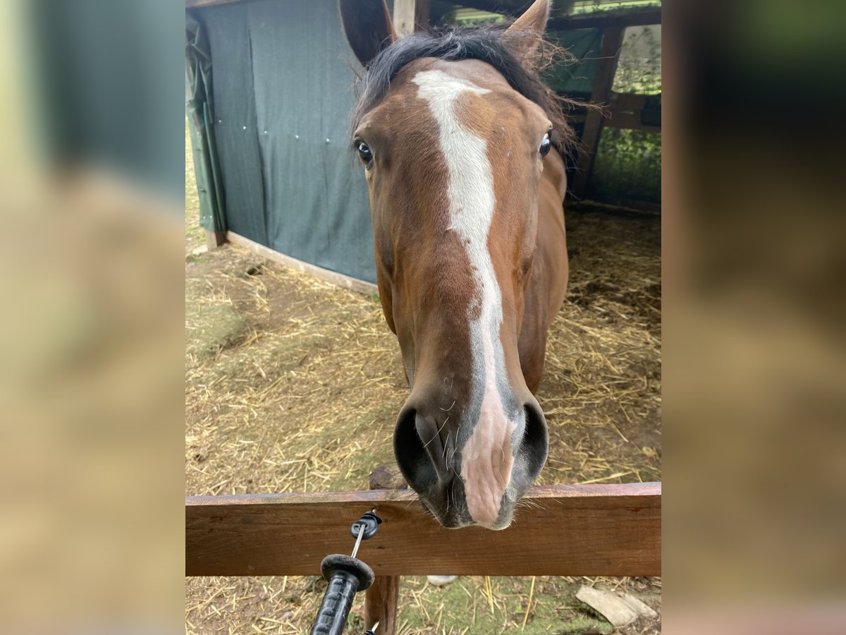 Pura sangre inglés Caballo castrado 4 años 163 cm Castaño in Dillingen/Saar