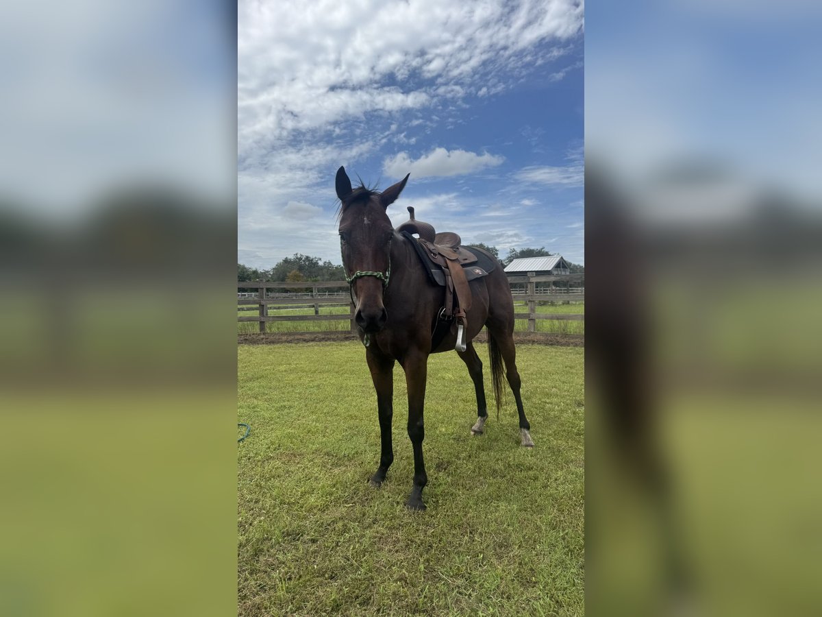Pura sangre inglés Caballo castrado 4 años 163 cm Castaño rojizo in Myakka City