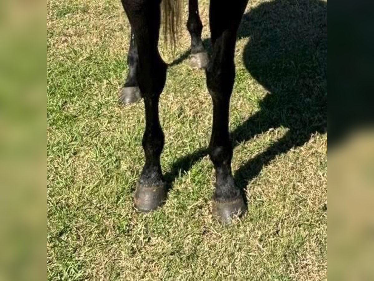 Pura sangre inglés Caballo castrado 4 años 163 cm Tordo in Fort Worth Texas