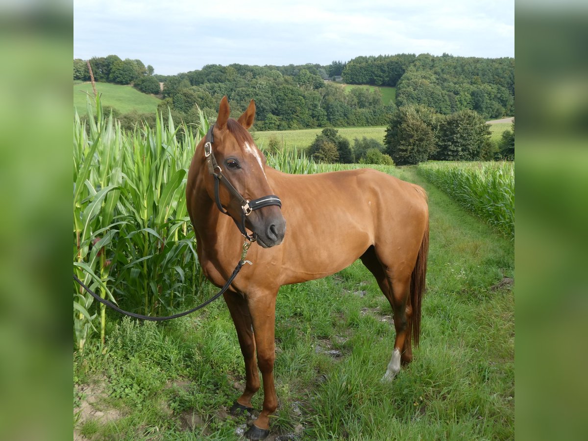 Pura sangre inglés Caballo castrado 4 años 164 cm Alazán in Wuppertal