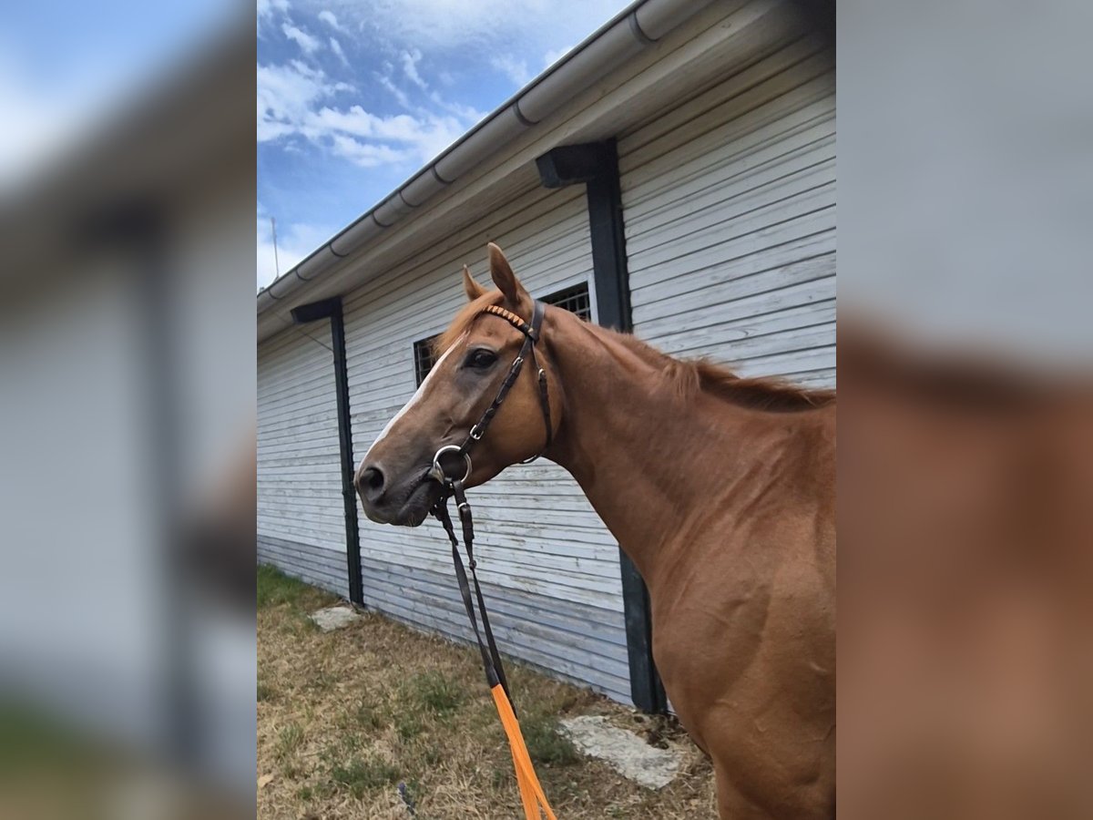 Pura sangre inglés Caballo castrado 4 años 164 cm Alazán in Neuenhagen