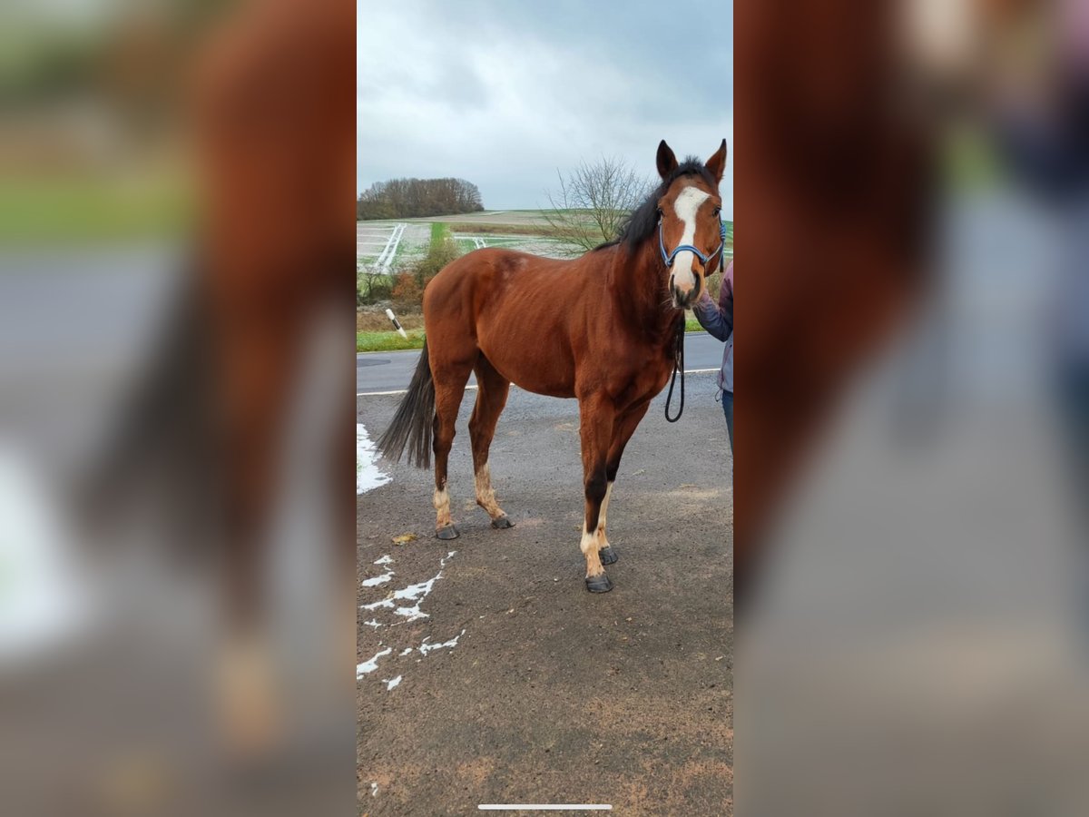 Pura sangre inglés Caballo castrado 4 años 164 cm Castaño in Hundsbach