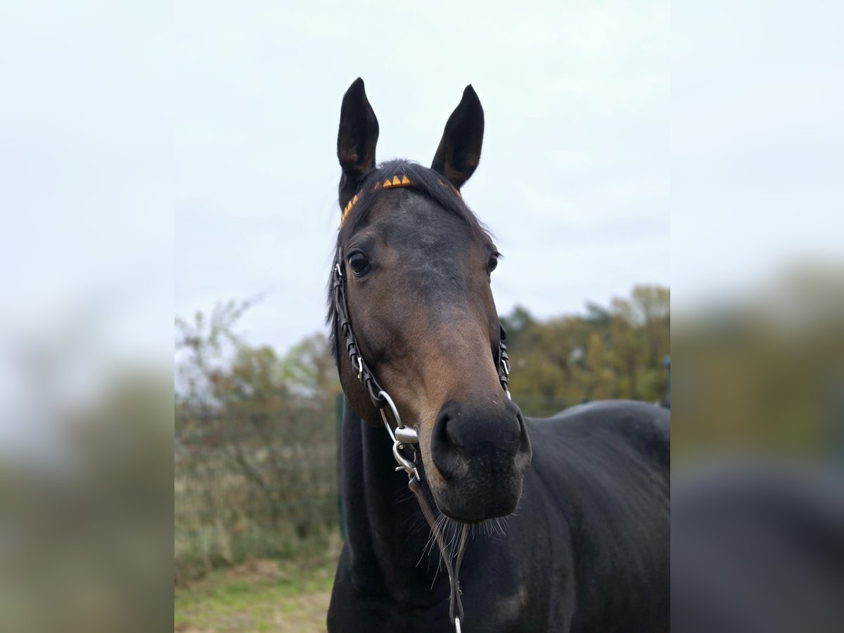 Pura sangre inglés Caballo castrado 4 años 164 cm Castaño oscuro in Neuenhagen bei Berlin